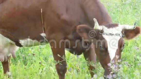 棕色的牛在牧场放牧视频的预览图