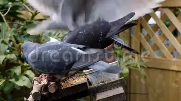 野鸽子在花园里觅食视频的预览图