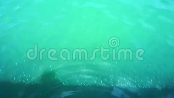 小银鱼在绿色热带海洋船码头游泳学校录像视频的预览图