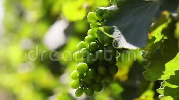 在葡萄园里生长的葡萄视频的预览图