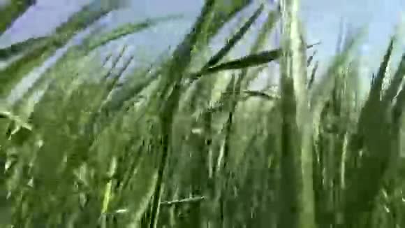 绿色黑麦在风中摇曳失去视频的预览图