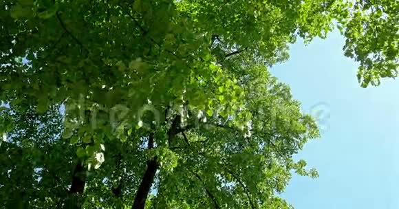 透过绿树可以看到蓝天的阳光视频的预览图