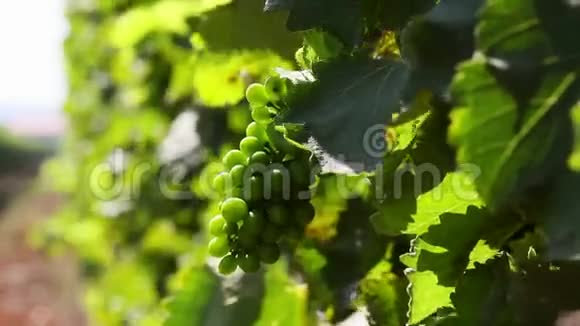 在葡萄园里生长的葡萄视频的预览图