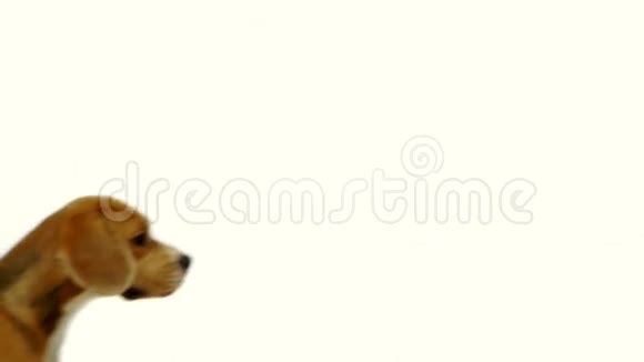 可爱的小狗带红色丝带慢动作视频的预览图