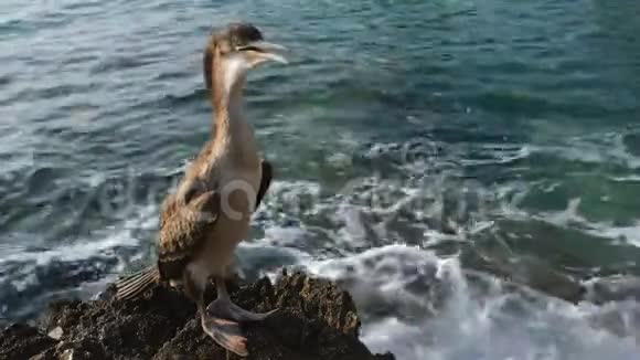 岸上的大鸟视频的预览图