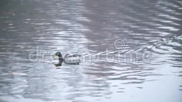 夏天或秋天鸭子在沼泽游泳特写镜头加甘尼视频的预览图