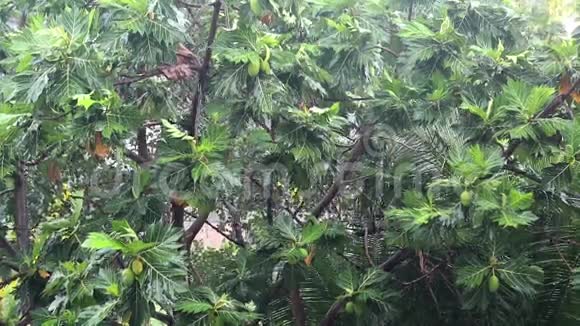 森林里下着大雨树木和倾盆大雨视频的预览图