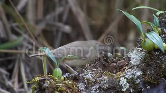 雌性白腹红雀蛇腹草在树枝上吃虫子视频的预览图