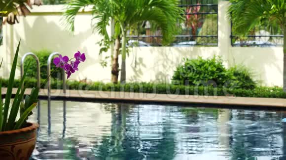 令人惊叹的热带度假胜地游泳池淹没在绿色植物和弗兰吉帕尼花在泰国3840x2160视频的预览图