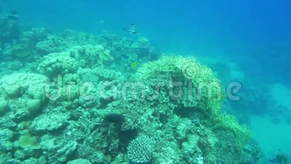 珊瑚礁的和平生活视频的预览图