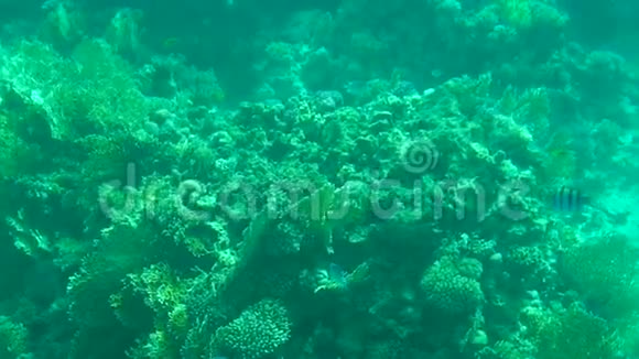 水下世界有珊瑚和热带鱼视频的预览图