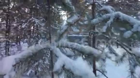 冬林松枝上的雪帽视频的预览图