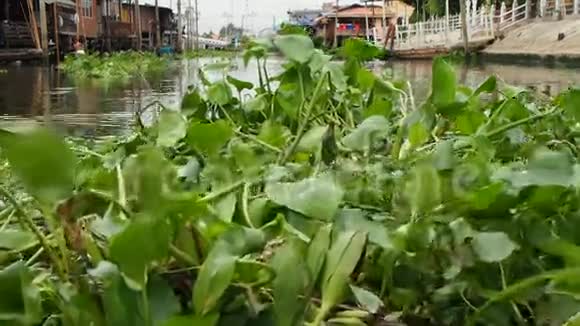 运河上高密度的水葫芦视频的预览图