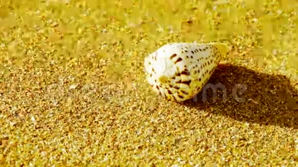 金色沙滩上的海螺风吹沙视频的预览图