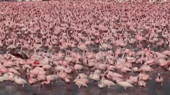 小火烈鸟小型短翅目水中活动群肯尼亚博戈里亚湖殖民地视频的预览图
