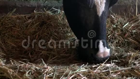 奶牛饲养过程在农场中的缓慢运动家畜吃干草视频的预览图