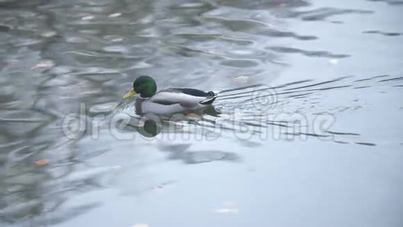夏天或秋天鸭子在沼泽游泳特写镜头加甘尼视频的预览图
