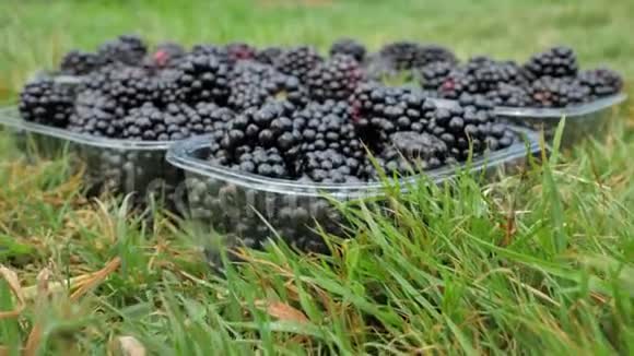 大黑成熟健康黑莓塑料托盘铺设绿色阳光草地视频的预览图