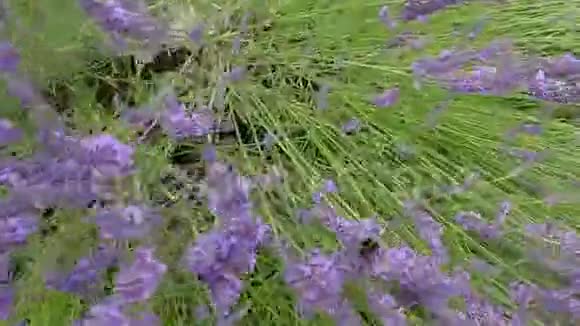薰衣草药用植物和香料视频的预览图
