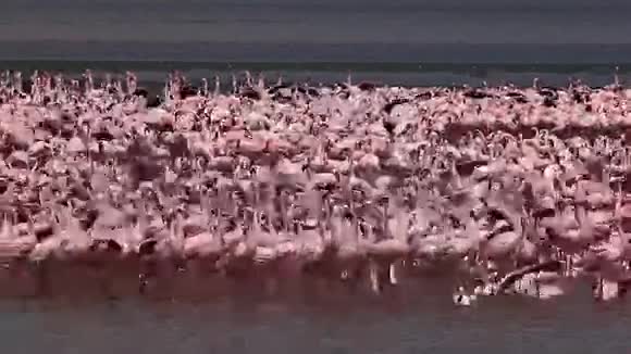 小火烈鸟小型短翅目水中活动群肯尼亚博戈里亚湖殖民地视频的预览图