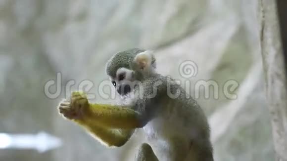 哺乳动物猴子松鼠视频的预览图