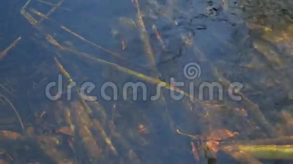 森林溪流岩石海藻自然水下景观视频的预览图