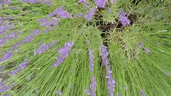 薰衣草药用植物和香料视频的预览图