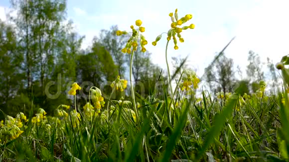 黄色的草甸花在风中摇摆草地上有很多黄色的花夏日的傍晚视频的预览图