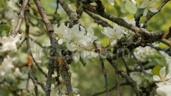 蜜蜂在苹果树上开花视频的预览图