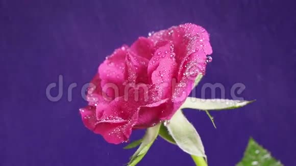 蔷薇花在雨中水珠如钻石般闪闪发光近在咫尺视频的预览图