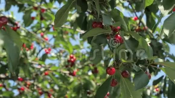 把成熟的樱桃放在树上视频的预览图