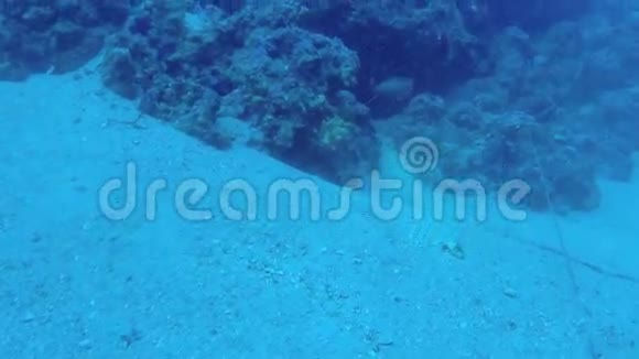 希腊的珊瑚礁最近视频的预览图