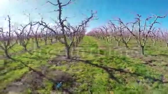 春天的一排排桃树视频的预览图