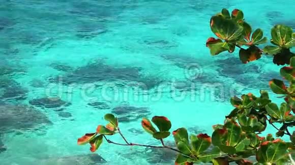 阳光下的海面涟漪清澈透明的海水和水下岩石可见的沙底视频的预览图
