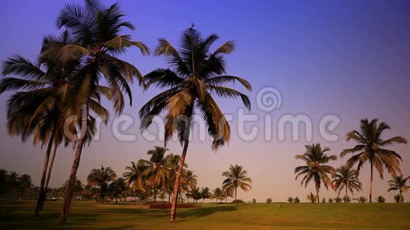 日落时棕榈树下的草地视频的预览图