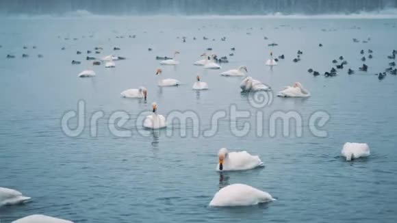 冬天天鹅在湖或河上游泳下雪了准备飞走视频的预览图