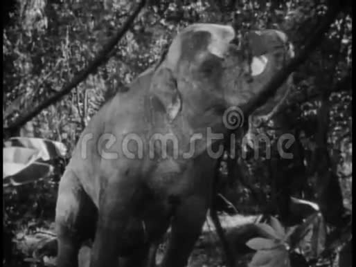 丛林中的蒙太奇大象狮子和斑马视频的预览图