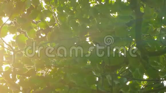 树的叶子和阳光的背景视频的预览图