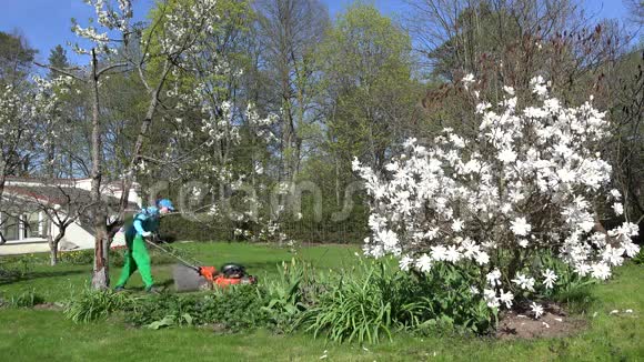 春天人们在白色的花朵之间割草4K视频的预览图