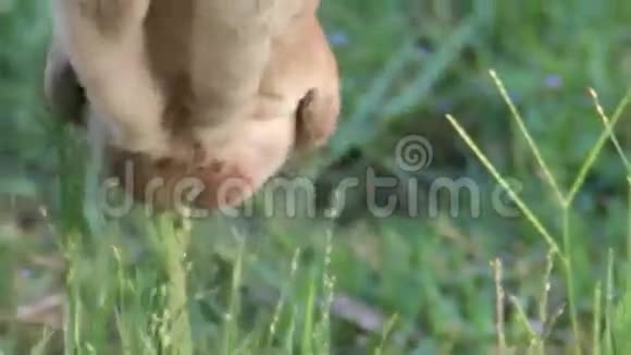 牛吃草嘴和舌头视频的预览图