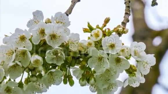 樱花的花朵视频的预览图