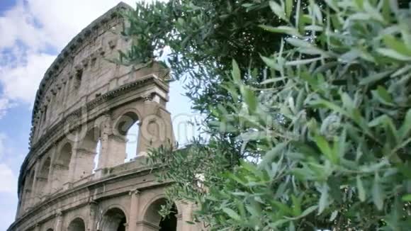 意大利罗马橄榄树后的竞技场视频的预览图