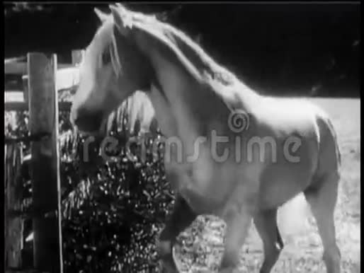 马进入畜栏从食槽饮水视频的预览图