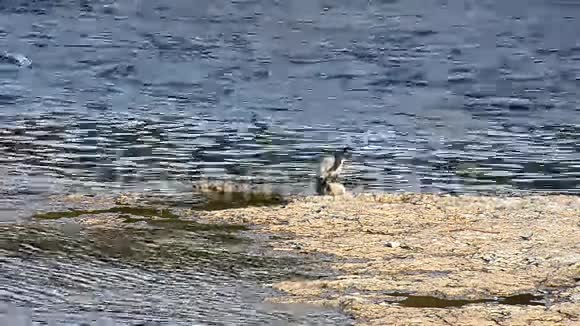 海滩上的海鸥背景是海水视频的预览图