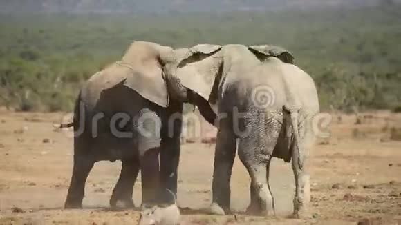 非洲大象打架视频的预览图