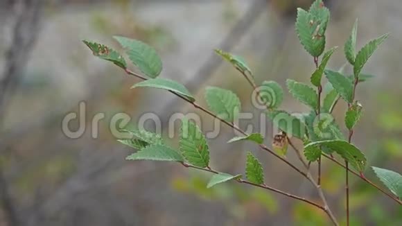 榆树枝景自然秋黄绿视频的预览图