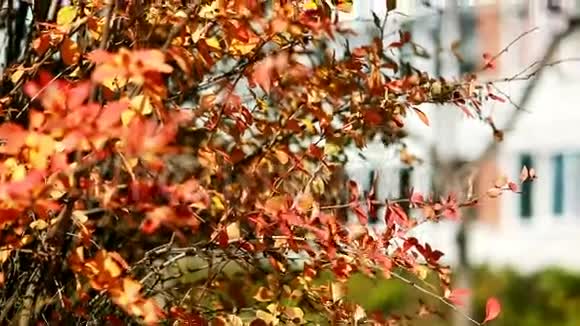自然美景晴朗的秋日蓝天紫色灌木视频的预览图