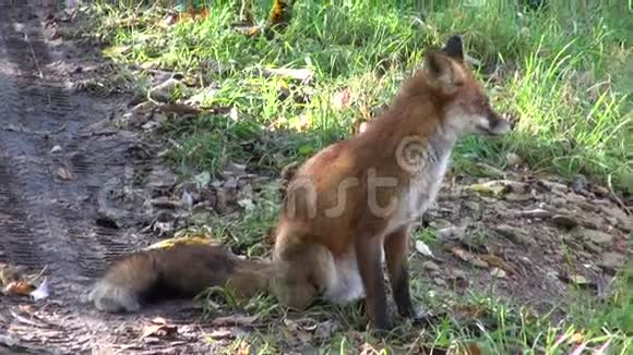 野狐坐在森林路上视频的预览图