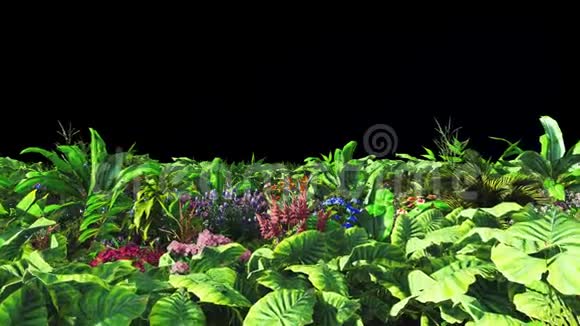 热带植物和花在风中与蝴蝶有阿尔法频道编解码器PNG阿尔法美丽的夏天视频的预览图