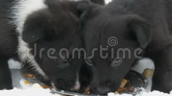 三只可爱有趣的小黑白小狗在冬天的雪地上吃东西饥饿的小狗吃鱼头视频的预览图